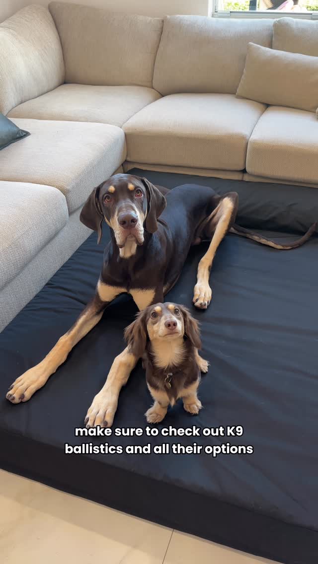 Instagram post by @dinoandluka for K9 Ballistics. Caption reads: [...] ✨ We found the Giant Bolster from....