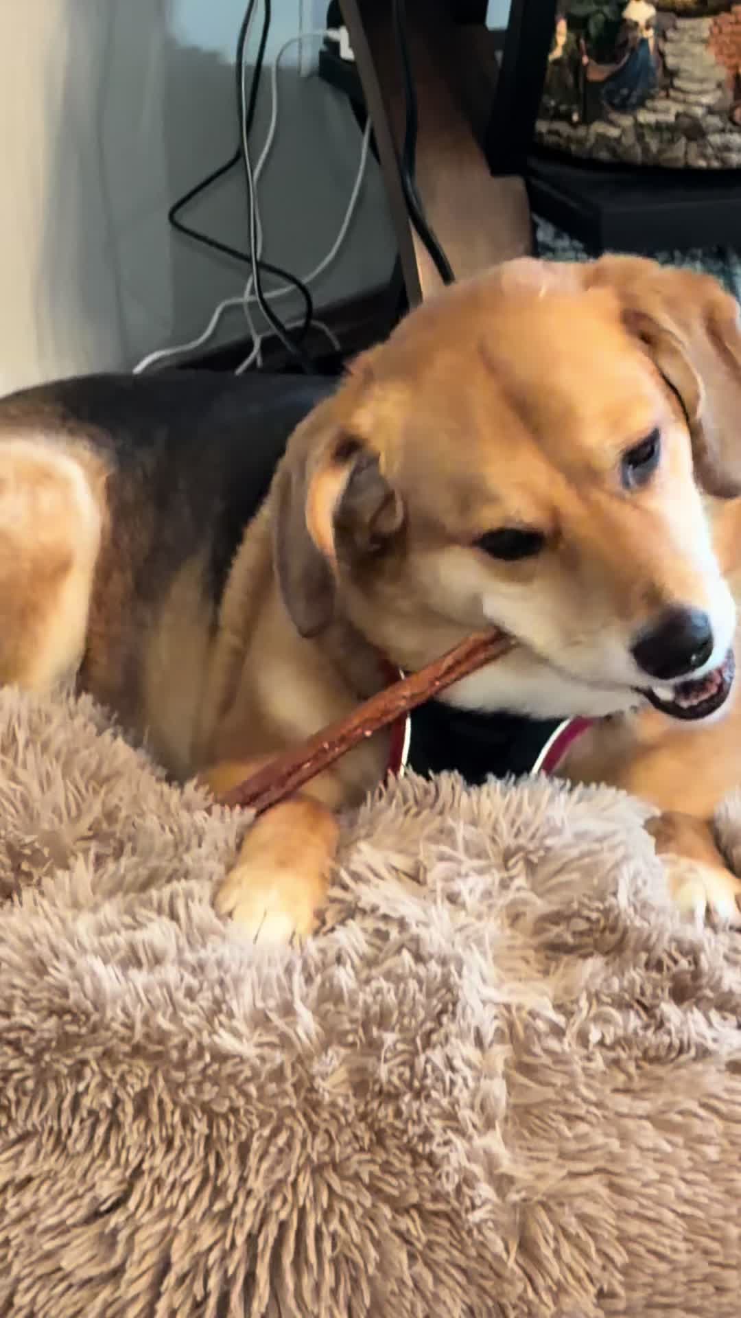 TikTok post by @doseofdakota for PetMD Store. Caption reads: [...] #tiktokshop #bullysticks #dogmoms....