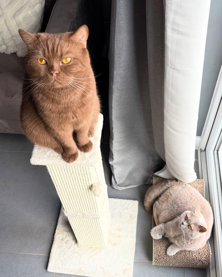 Instagram post by @isabella_and_zachary for VanCatUK. Caption reads: A rare moment, Zachary on the throne, Isabella....