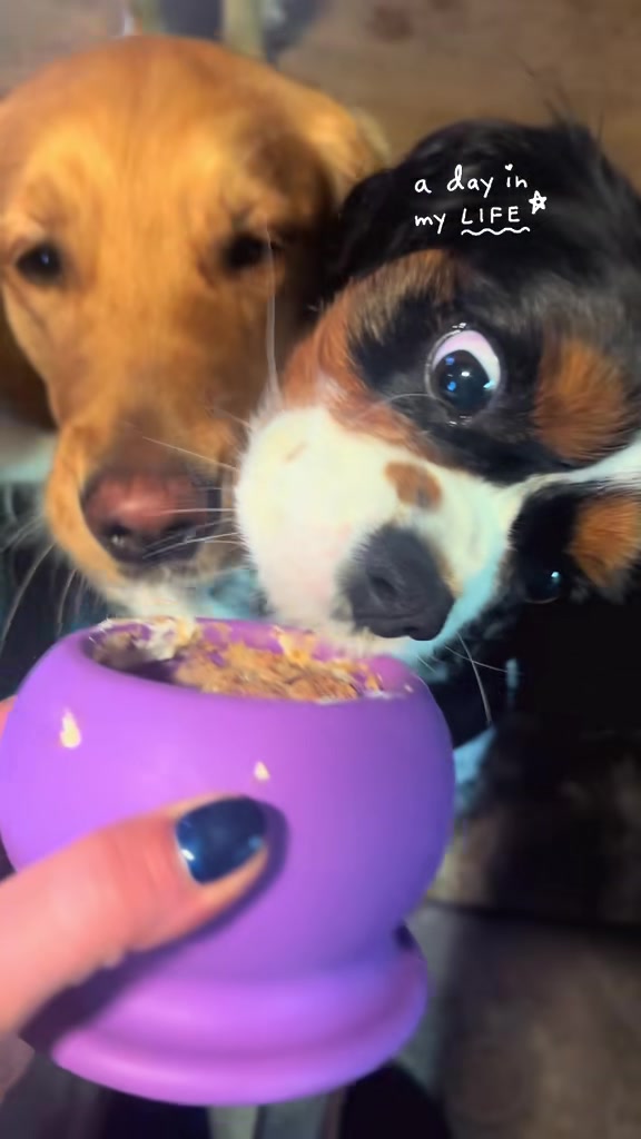 TikTok post by @wagsonthewater for Freezbone. Caption reads: Favorite dog treat! FreezBone. Freezball. Dog pack....