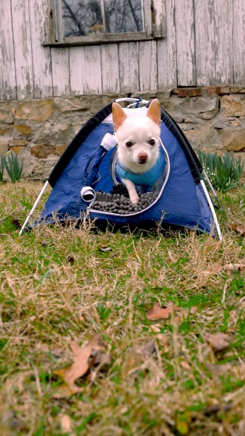 Instagram post by @smallest.of.the.small for Chewy. Caption reads: [...] without a prescription and available @Chewy.....