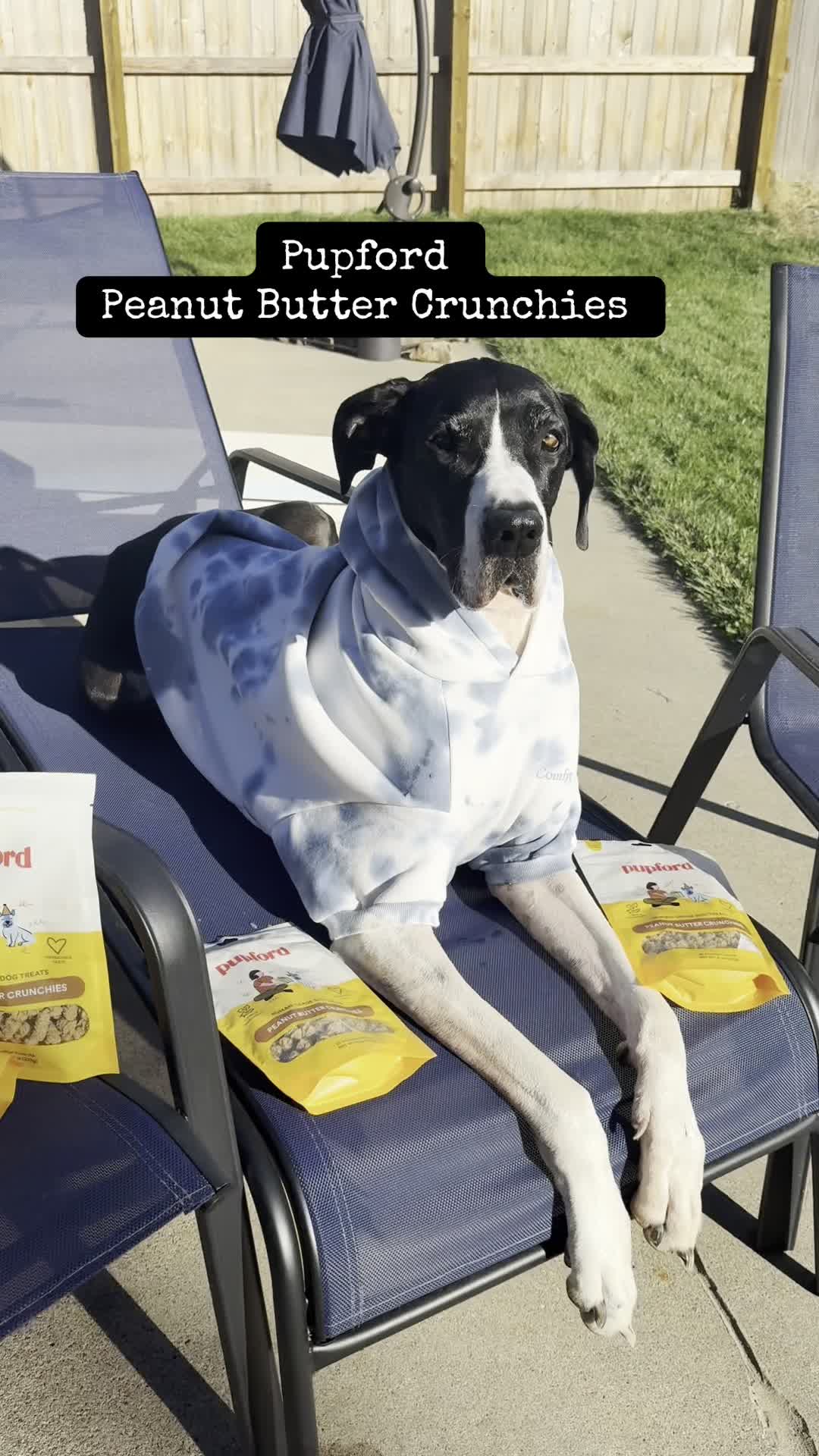 TikTok post by @bohdan_the_dane for Pupford. Caption reads: [...] that your dog will absolutely love.....