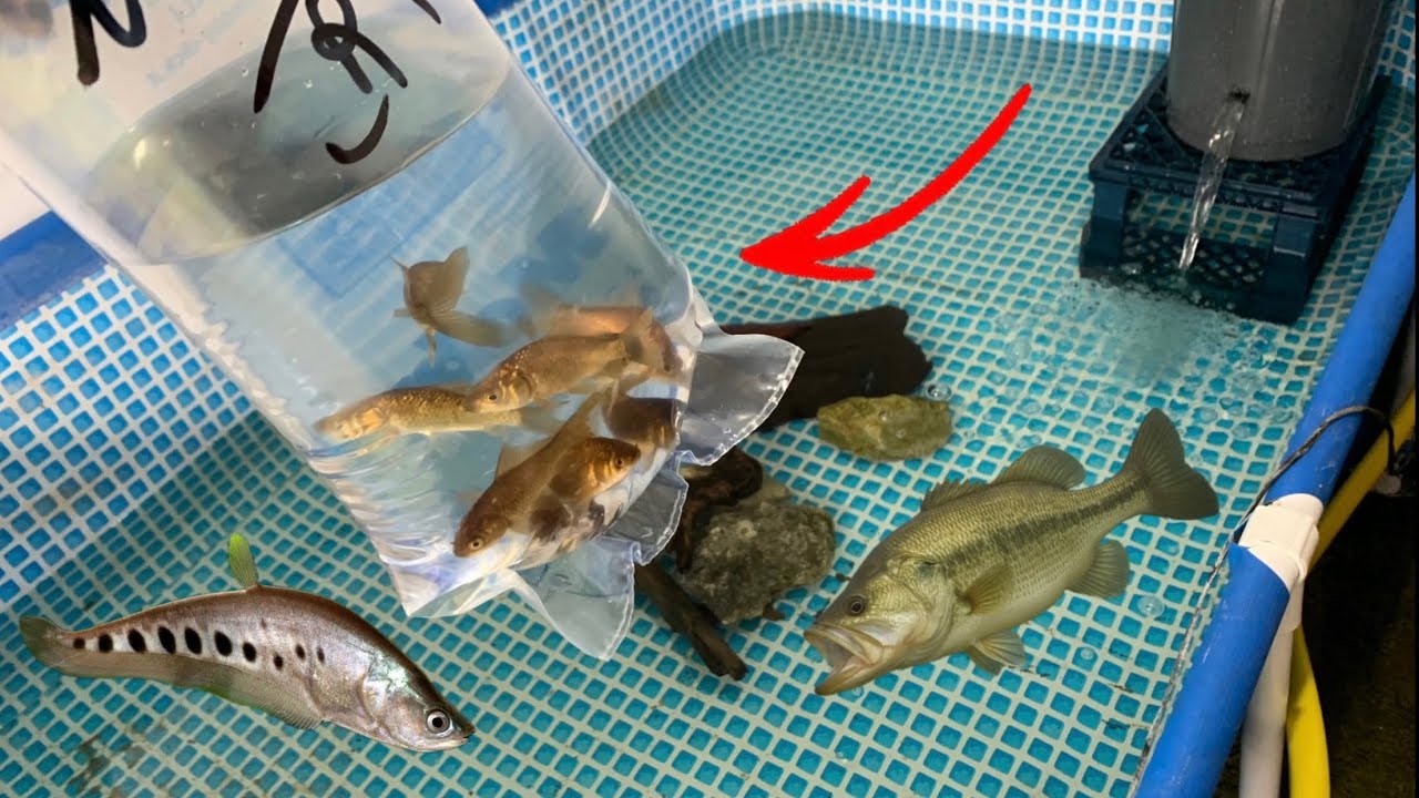 YouTube post by @tartamilloyt for Hygger Aquarium. Caption reads: [...] larger species. 📦Product: 🇺🇸More Hygger....