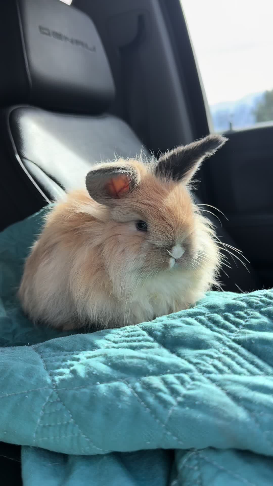 TikTok post by @therabbitpals for PetSmart. Caption reads: Took PJ to PetSmart today because he’s got some....