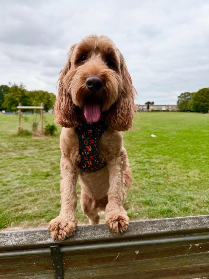 Instagram post by @iamwoodythecockapoo for Hello Beenie. Caption reads: 🍁 Saturday 🍁

Having a nice chill day ready for....