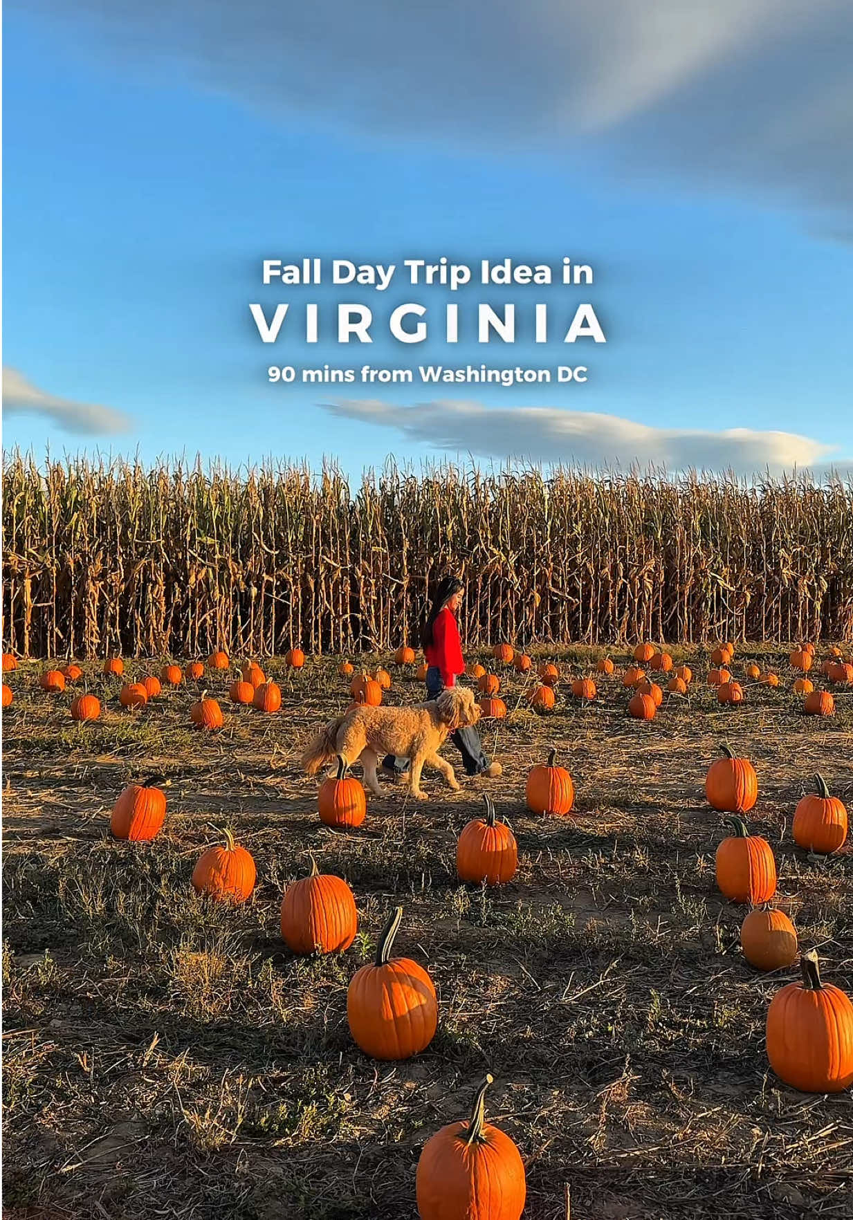 TikTok post by @withsunshinesol for ORIJEN Petfoods. Caption reads: Fall days like this are my favorite 🍂  We started....