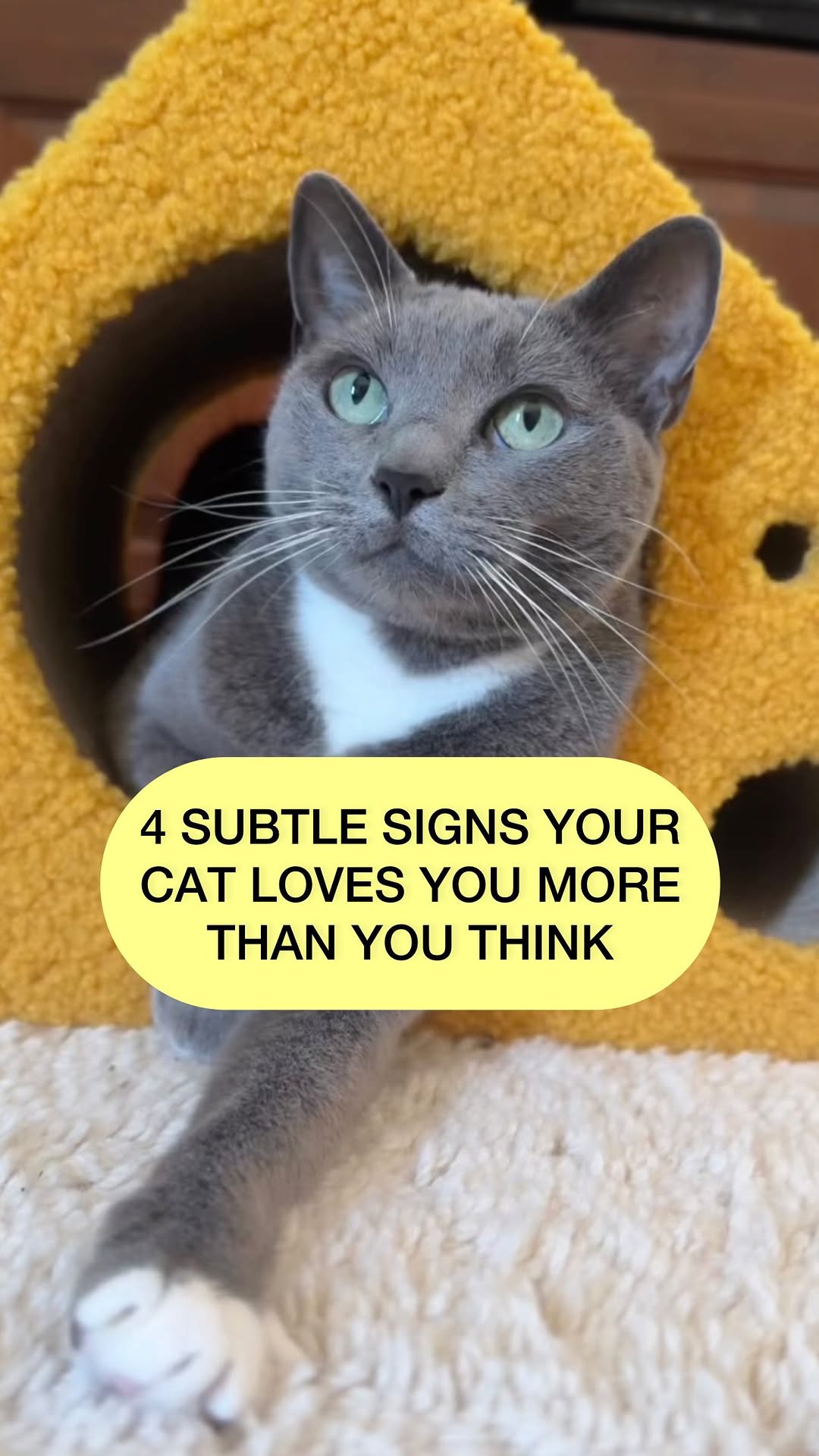 Instagram post by @purrfectinfluencer for Cats of Instagram. Caption reads: I scored only 2 😅😼♥️ what did you score? 

#Cats....