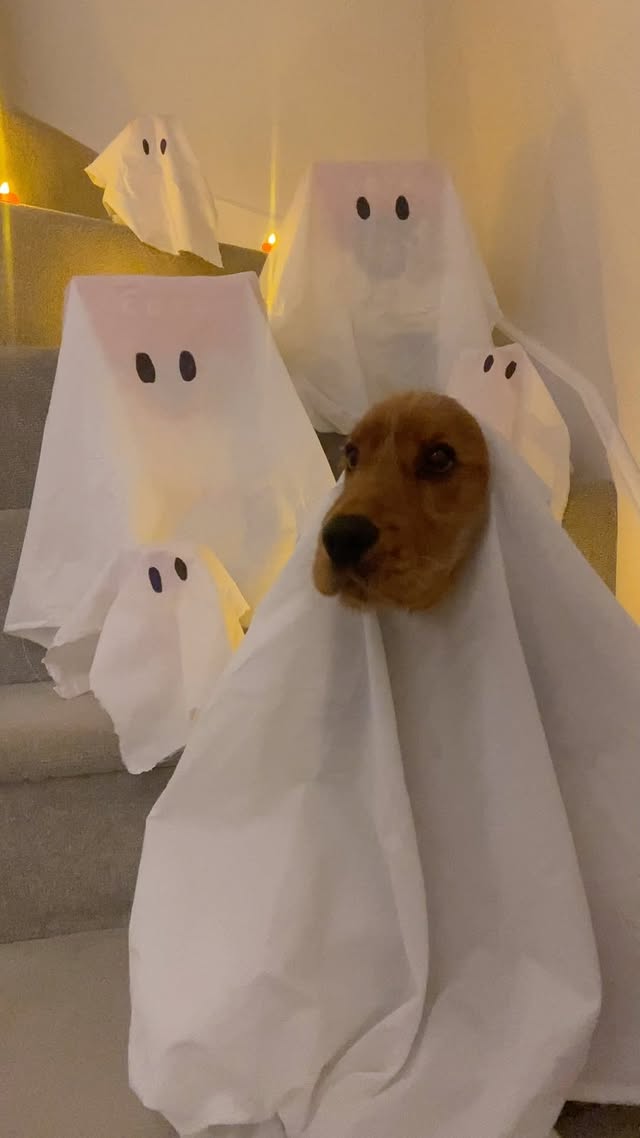 Instagram post by @lets.go.romeo for COYA Pet. Caption reads: 👻🎃 Who’s afraid of the ghostly treats? Not me!....