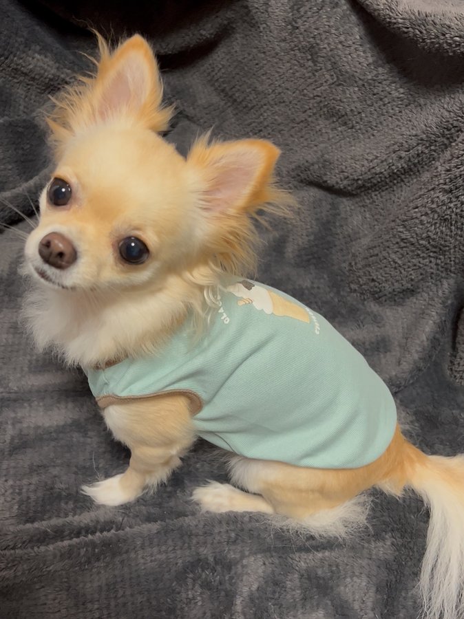 Instagram post by @giorno_chihuahua for monchéri. Caption reads: @moncheri.dogさんから⠀ ⠀ 冷感アイスロゴプリントノースリーブトップス⠀ ⠀....