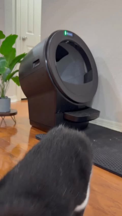 Instagram post by @hoogie_bear_ for Litter-Robot. Caption reads: New year, new house, new @thelitterrobot locations....