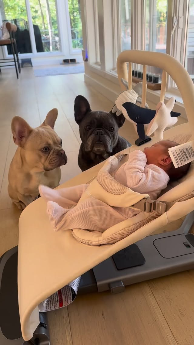 Instagram post by @winstonthefrenchiee_ for Ergobaby. Caption reads: A BABY?!!! She’s here🤭🥹.