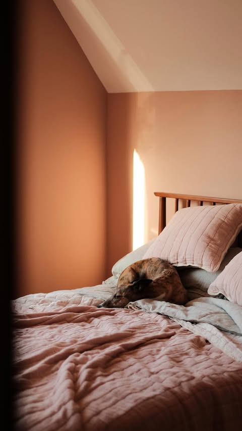 Instagram post by @lollythewhippet for Secret Linen Store. Caption reads: How could anyone resist snuggly new....