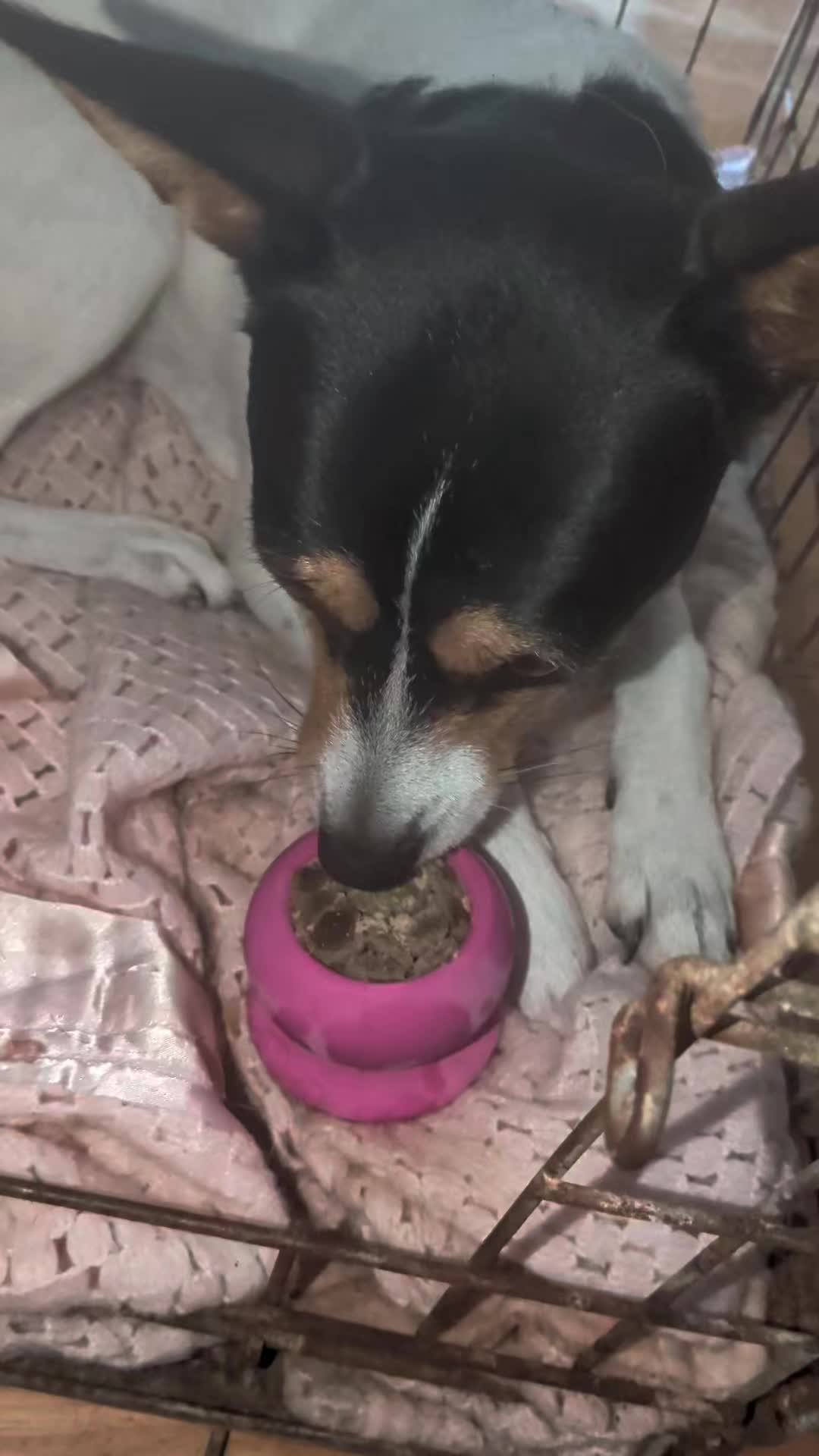 TikTok post by @katieanddogs for Freezbone. Caption reads: [...] want to prepare a couple at a time.....