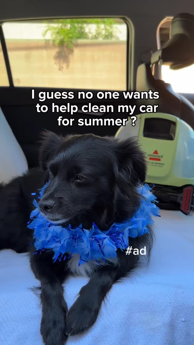 Instagram post by @vaderthebordercollie for Bissell. Caption reads: #ad Sweet Vader boy wants to show all his friends....