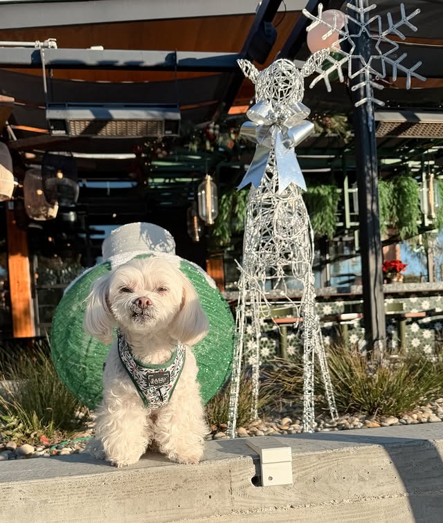 Instagram post by @mochi_the_poo for Sassy Woof. Caption reads: [...] | @sassywoof 🏷️ MOCHIPOO10....