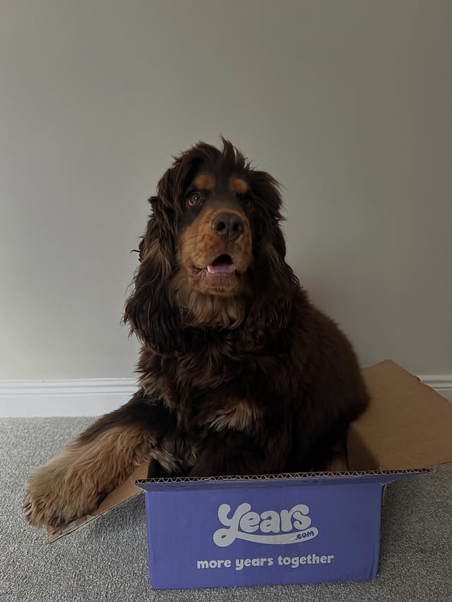 Instagram post by @ralphy_theshowcockerspaniel for More Years. Caption reads: We used to think cooking Ralphys meals was the....