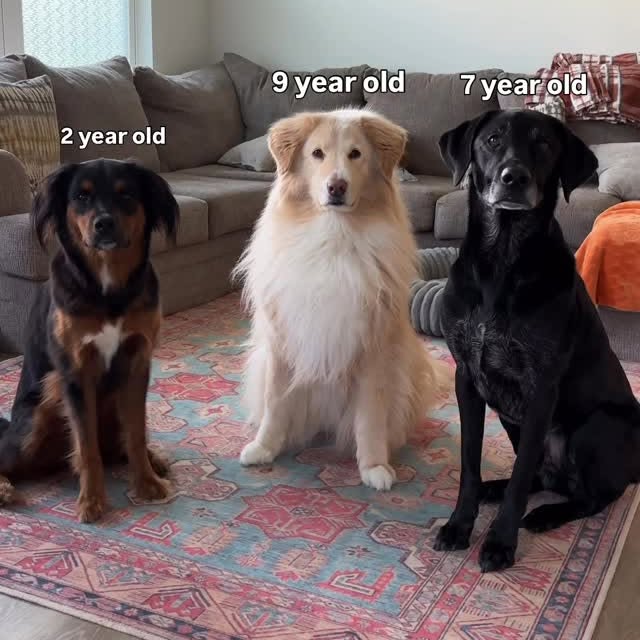 Instagram post by @wanderlustwithdogs for Darwin's Natural Pet Products. Caption reads: My kids deserve the best so they eat the best |....