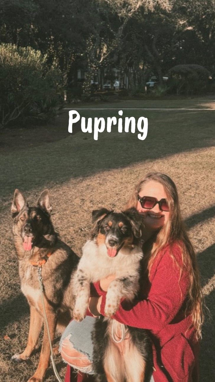 Instagram post by @thesaltysheps for Pupring. Caption reads: Retiring a service dog is never easy… especially....