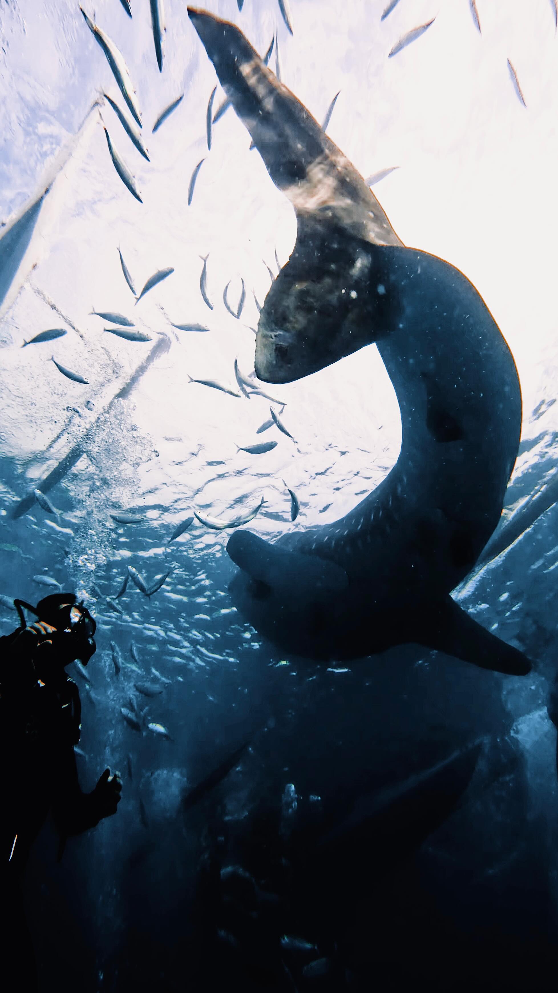 Instagram post by @deepbluecoast for Scuba Diving. Caption reads: so if you don’t dive by now…

then you should....