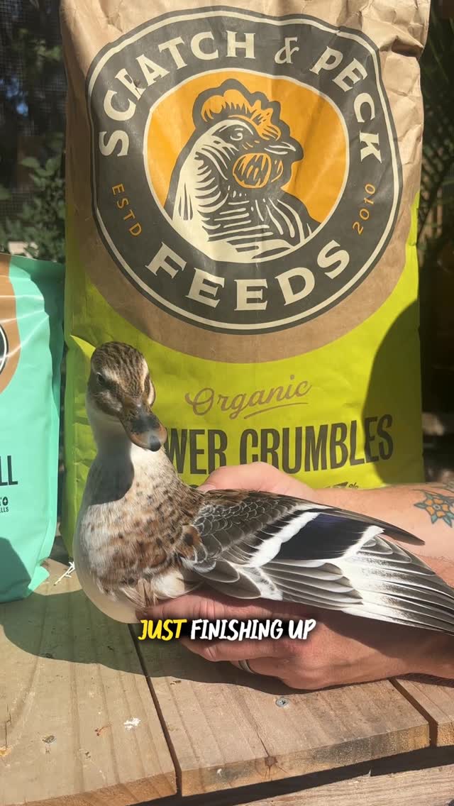 Instagram post by @cheez_and_quacker for Scratch and Peck Feeds. Caption reads: We have been using @scratchandpeckfeeds for nearly....