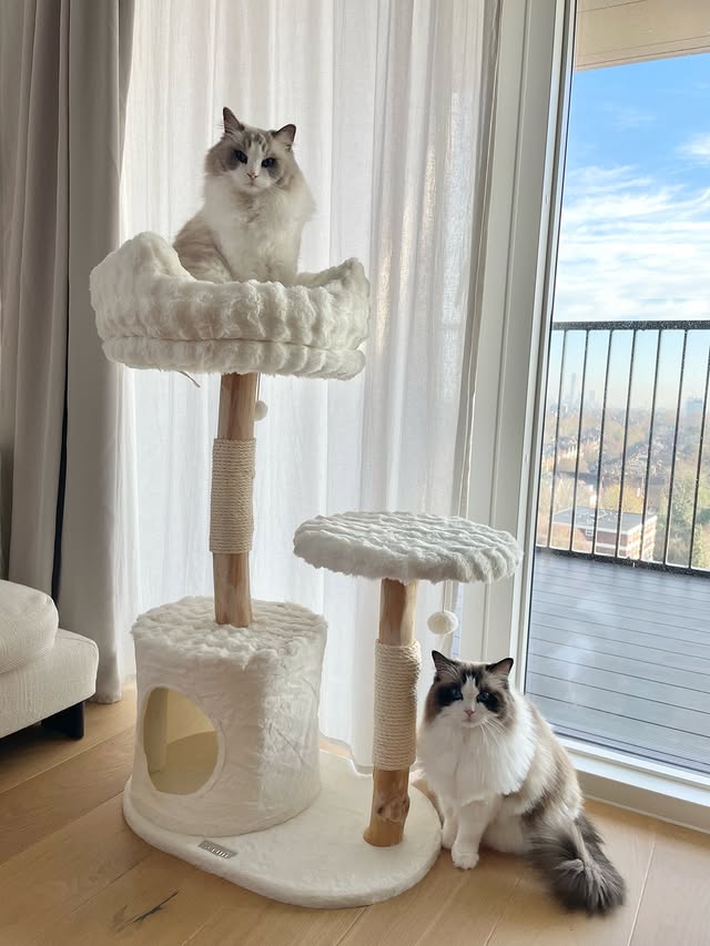 Instagram post by @amberandsydney_thecats for Scruffs. Caption reads: [...] baby?
Alpine Colorado Cat Tree....