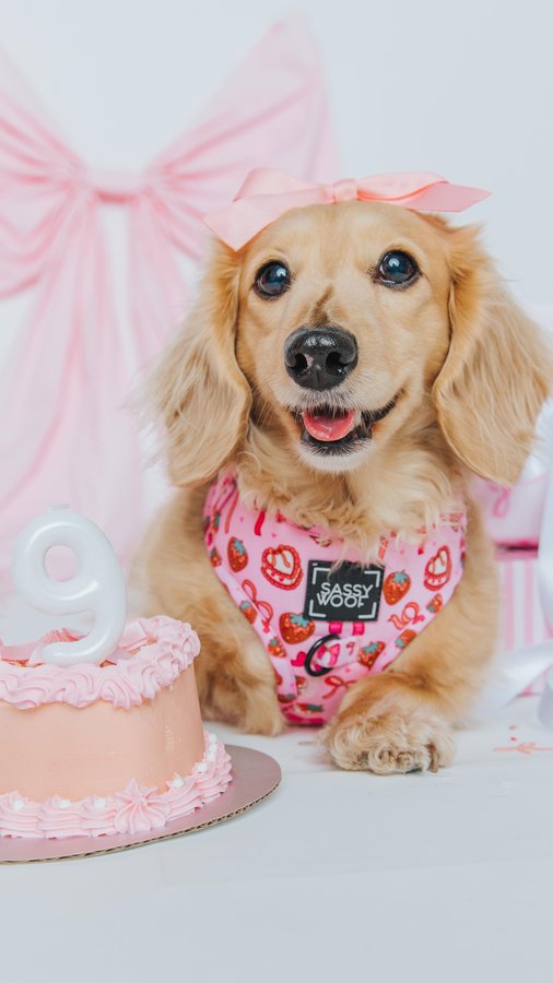 Instagram post by @mayathedox for Sassy Woof. Caption reads: ⊹ Our sweet girl and #bossbabe Maya turns 9....