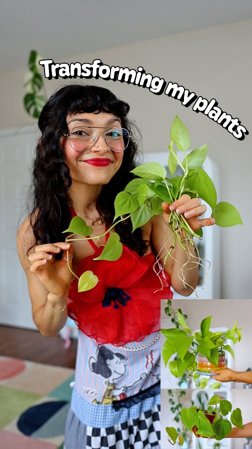 Instagram post by @samspantsandplants for Rosy Soil. Caption reads: This is how I grow my aroid collection, and why....