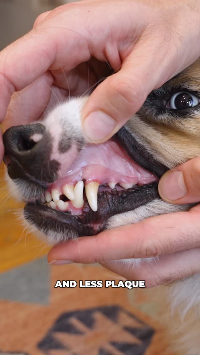 Instagram post by @thebkpets for Native Pet. Caption reads: #nativepetpartner Use code BK20 for 20% off all....