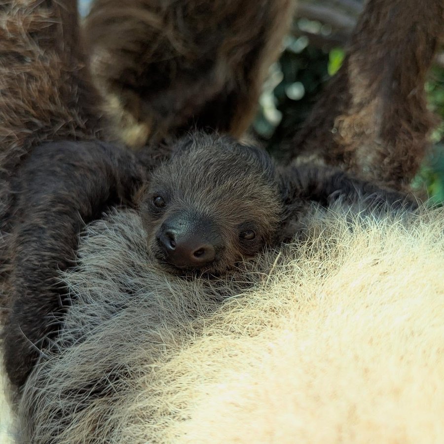 Instagram post by @lutheran_hospital for Intermountain Health. Caption reads: 👏 Slow clap! 👏 We’re delighted to share that a....