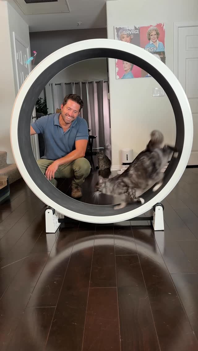 Instagram post by @nathanthecatlady for One Fast Cat. Caption reads: Theodora loves @one_fast_cat I would definitely....