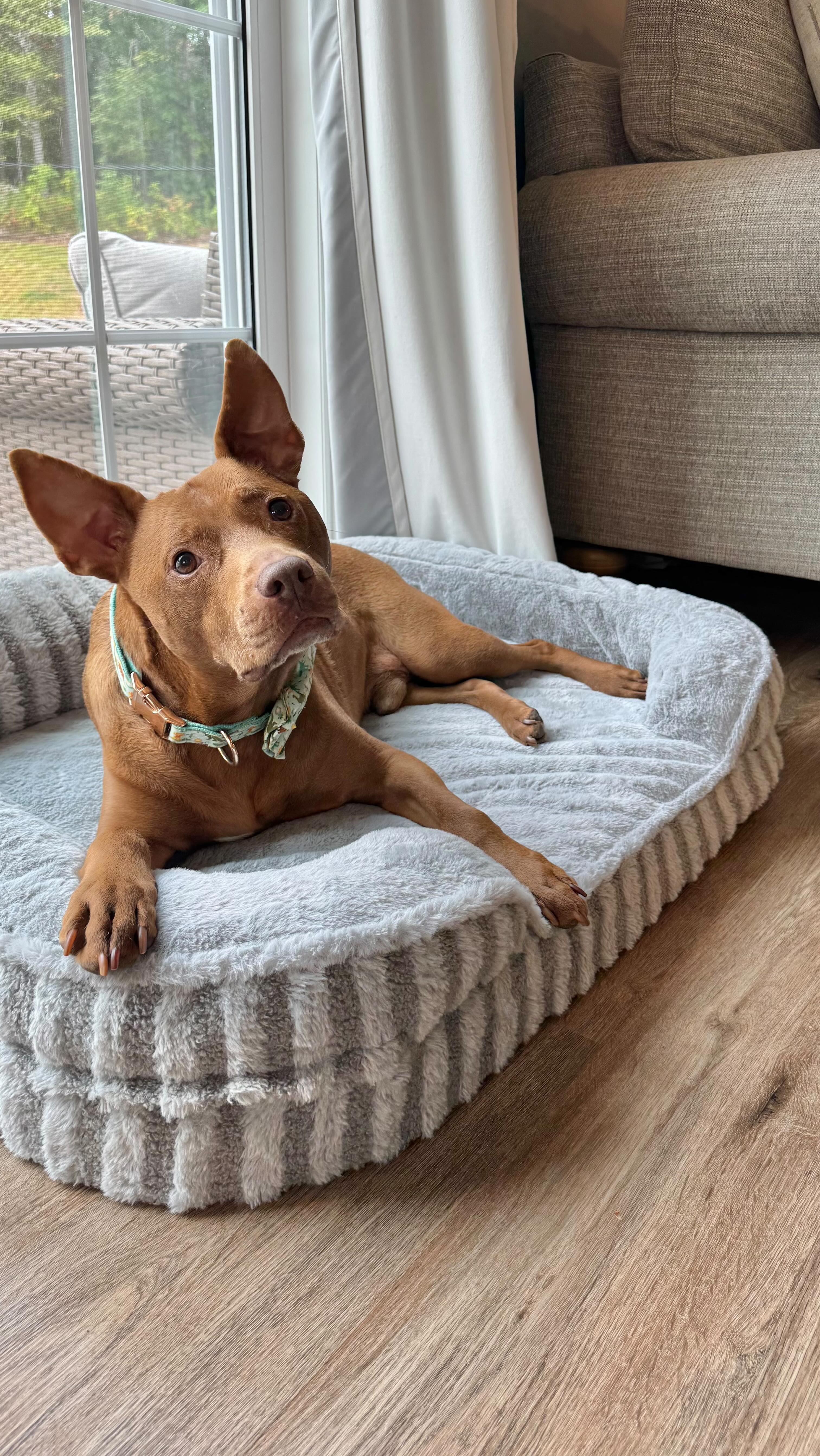 Instagram post by @hi.this.is.tatum for Lesure Pet. Caption reads: My new orthopedic bed from @lesurepet is perfect....