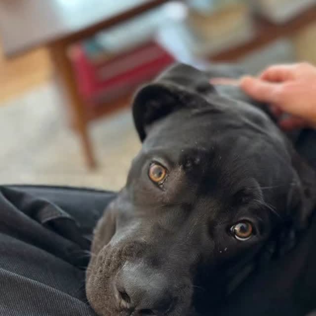 Instagram post by @allisondunbar for Pups Without Borders. Caption reads: Today I want to tell you about Delilah. Delilah....