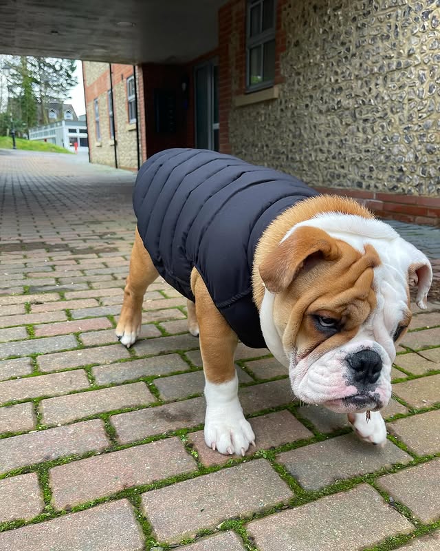 Instagram post by @whiskey_thebritishbulldog for Barc London. Caption reads: [...] received the most gorgeous cost from....