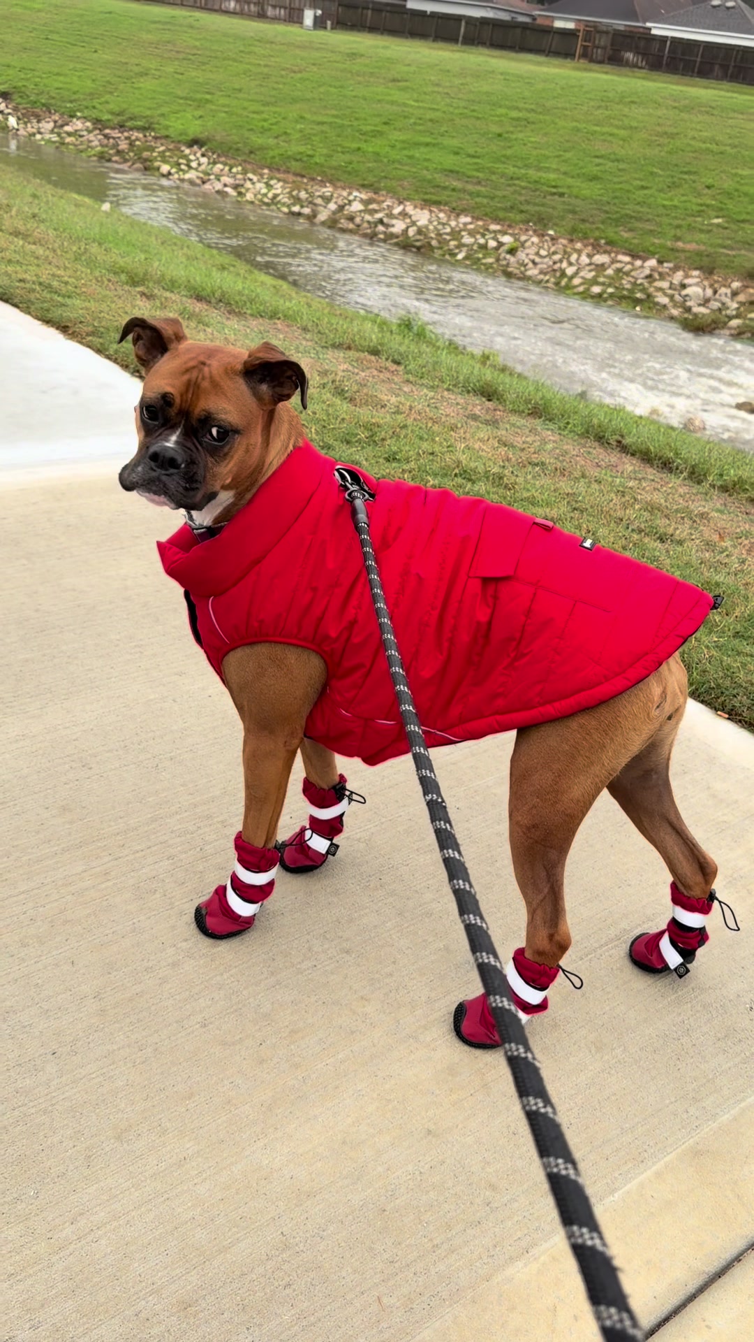 TikTok post by @sookieanddollytheboxer for Spark Paws. Caption reads: These new @SPARK PAWS boots are definitely made....
