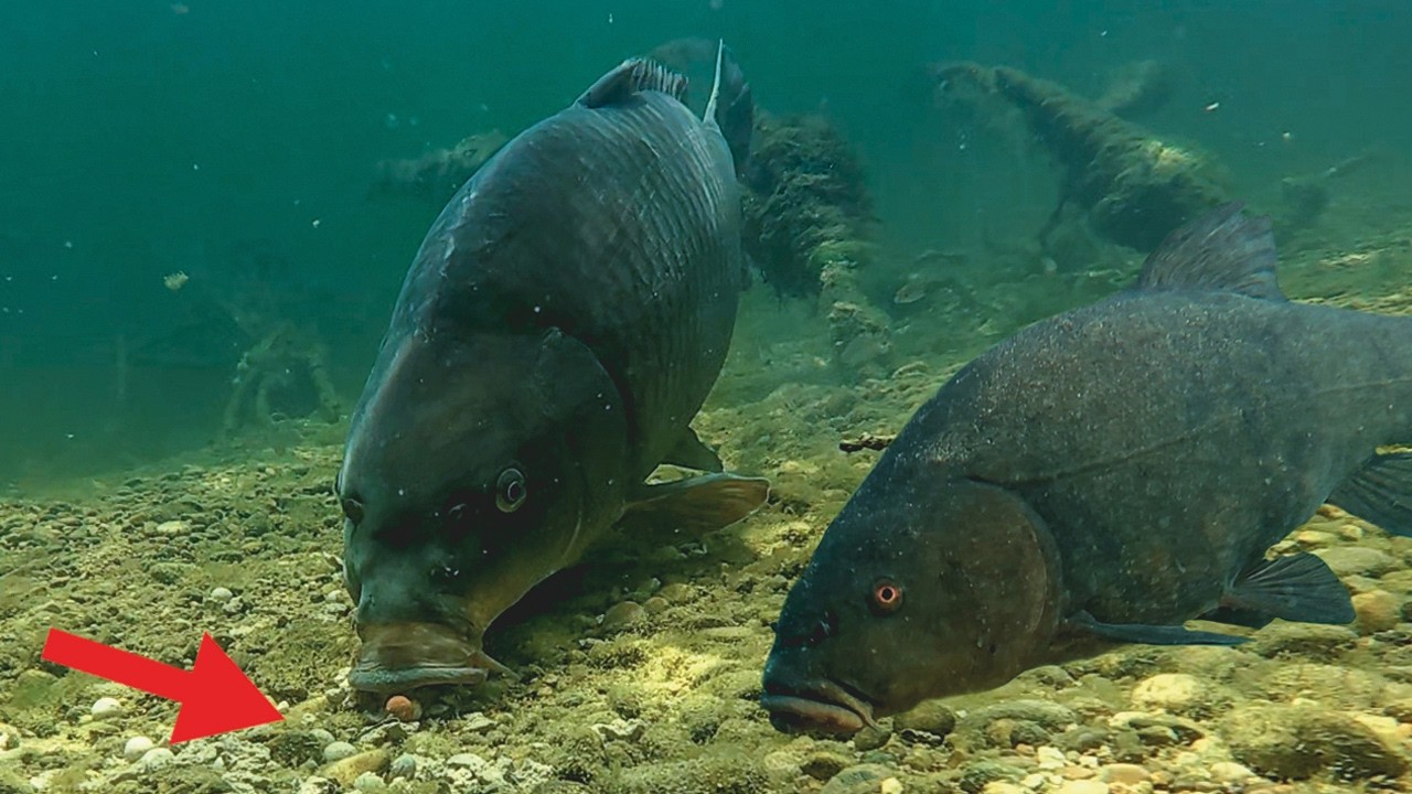YouTube post by @FelixPinedo for Deepersonar. Caption reads: Carp fishing in the crystal clear river 🤯....