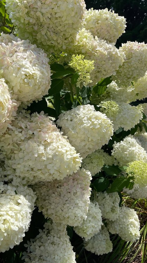 Instagram post by @rhodeislandfoodandtravel for Visit Maine. Caption reads: This is your sign to visit Maine 🫶🏻 Itinerary is....