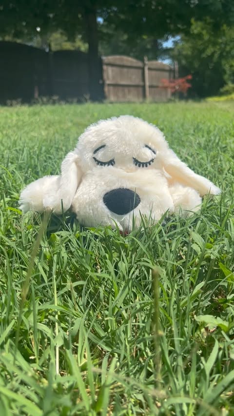Instagram post by @nacho_thedoodle for Snuggle Puppy. Caption reads: [...] . . . Thank you so much to....