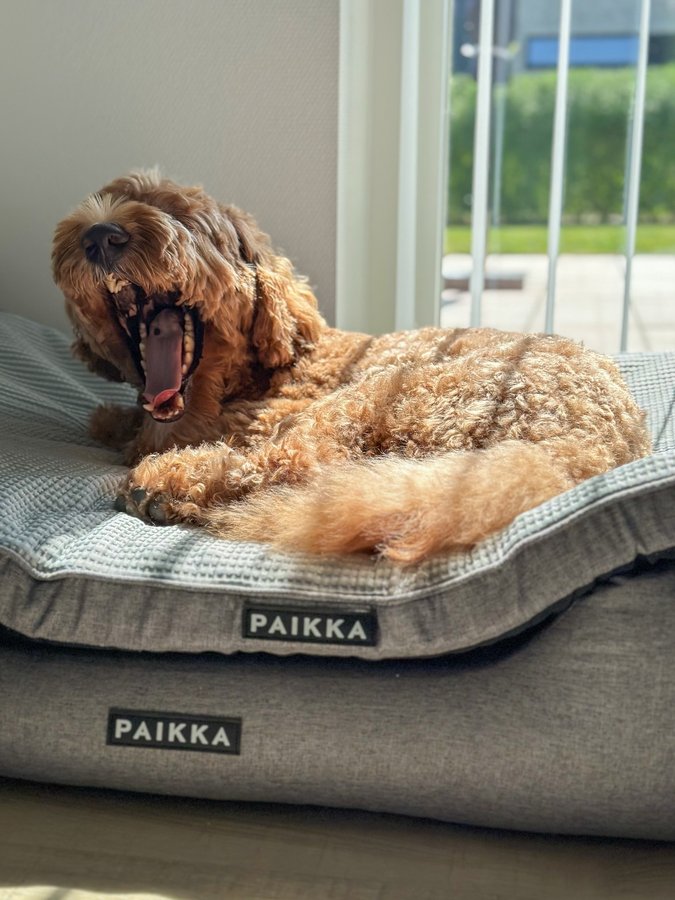 Instagram post by @goodboihermann for PAIKKA. Caption reads: Mom says this reminds here about the Danish....