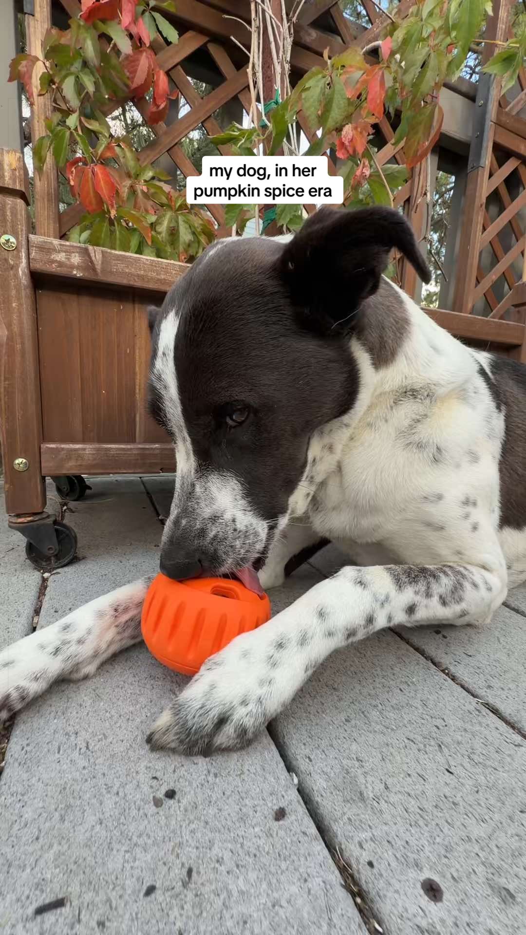 TikTok post by @rosiedog2020 for Woof Pet. Caption reads: [...] #pumpkinspiceseason #pupsicle @Woof Pet....