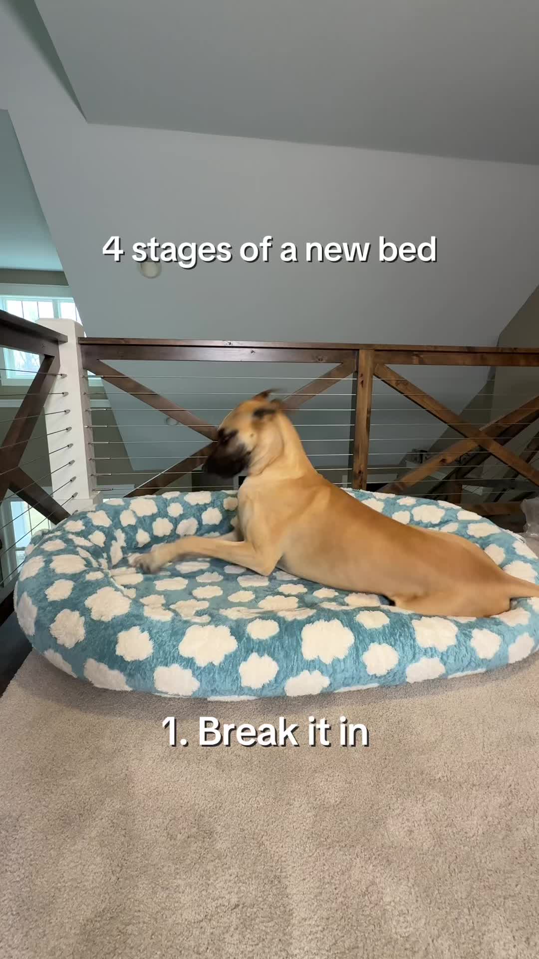 TikTok post by @raising.mr.riggs for Lesure Pet. Caption reads: 68” XXL calming donut bed from @Lesure Pet.