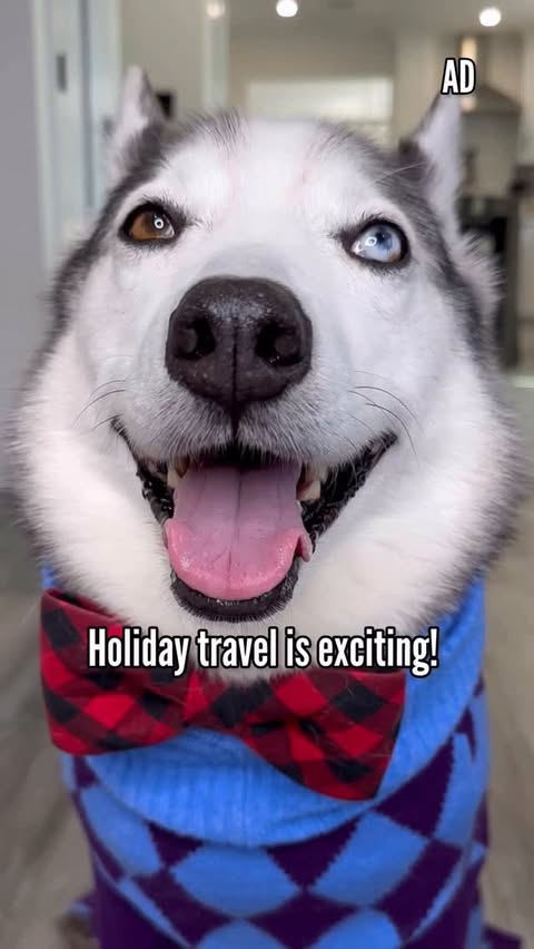 Instagram post by @halfhuskybros for Zoetis Petcare. Caption reads: [...] panting, vomiting and stress. 🌲🚘....