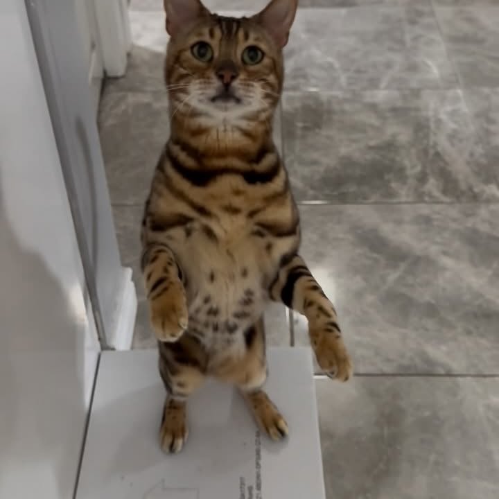 Instagram post by @george_the_bengal_cat for BIG COUNTRY RAW. Caption reads: Discovered a new product from @bigcountryraw and....