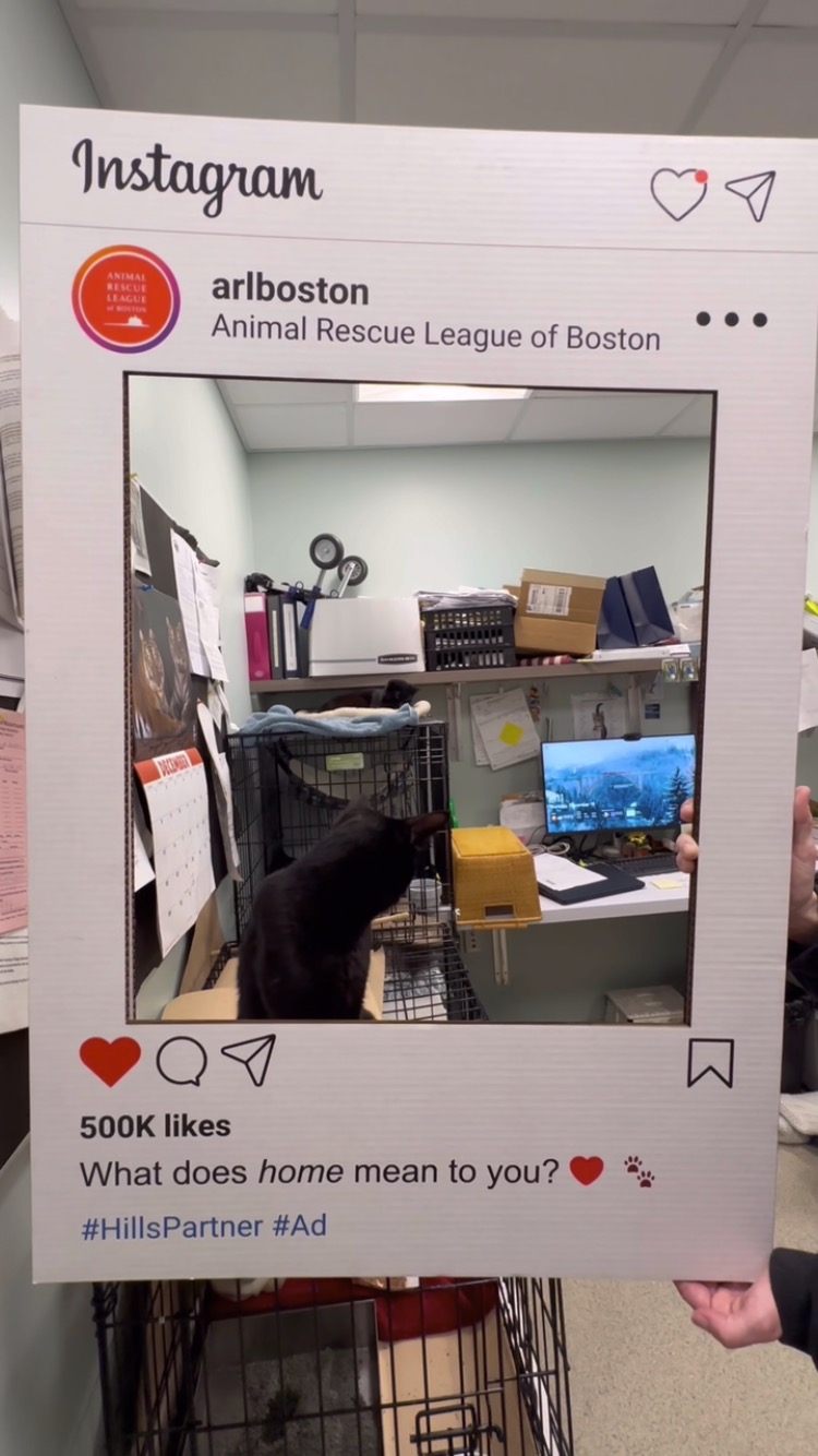 Instagram post by @arlboston for Hills Pet. Caption reads: What does home mean to you? ❤️🐾 Through Jan. 12,....