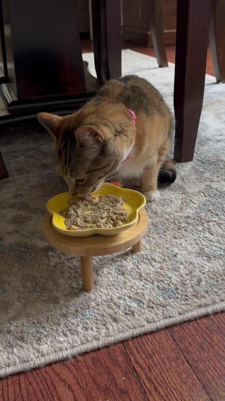 Instagram post by @xxycalico for Smalls. Caption reads: [...] medicine time in this house thanks to....