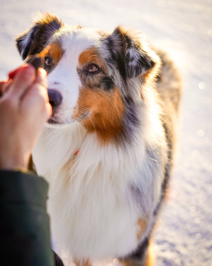 Instagram post by @life.of.bruce.the.aussie for ESSENTIAL FOODS. Caption reads: Kicking off 2025 with delicious treats from....