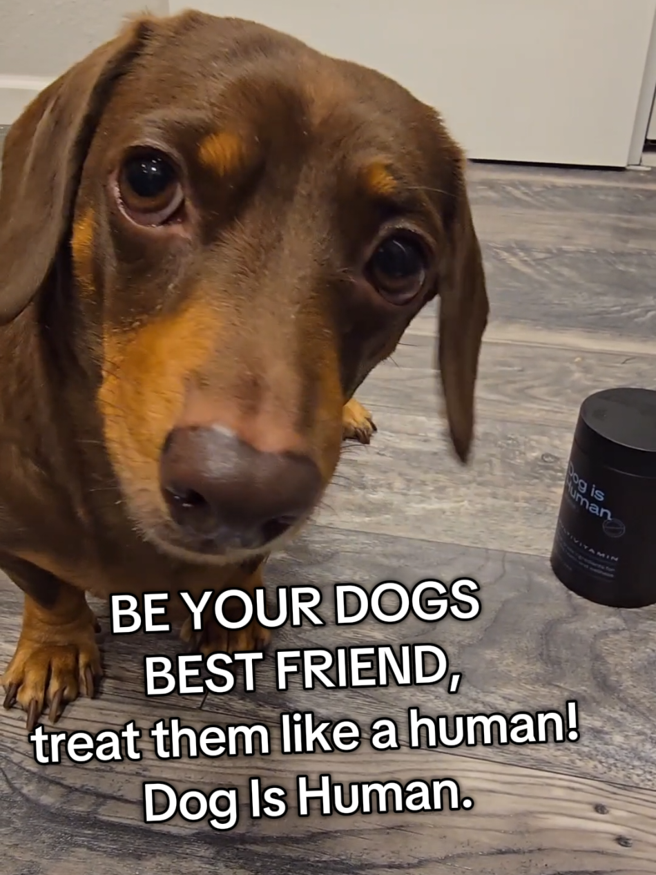 TikTok post by @roodytootytubesock for Dog is Human. Caption reads: #CapCut @Dog is Human best vitamins for my best....