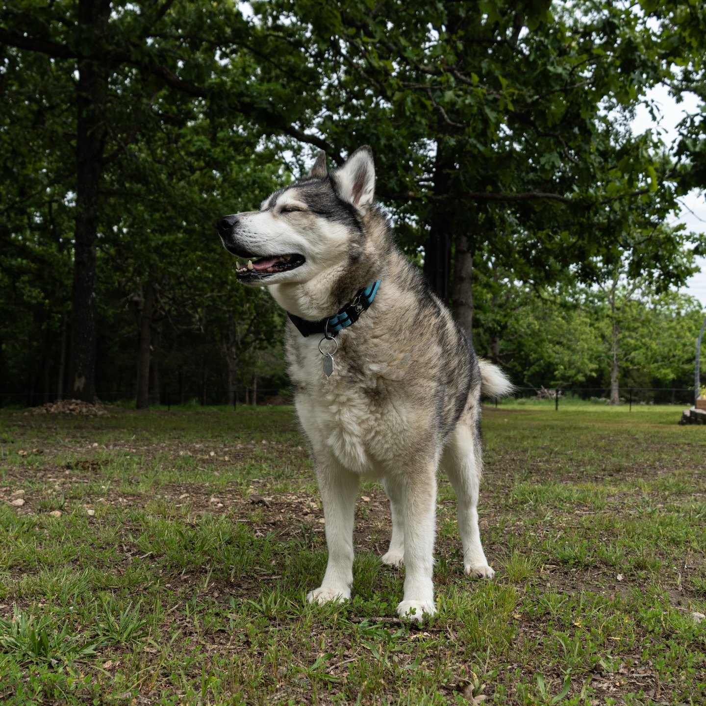 Instagram post by @naturalstatehuskies for Fi. Caption reads: [...] freedom with peace of mind provided by....