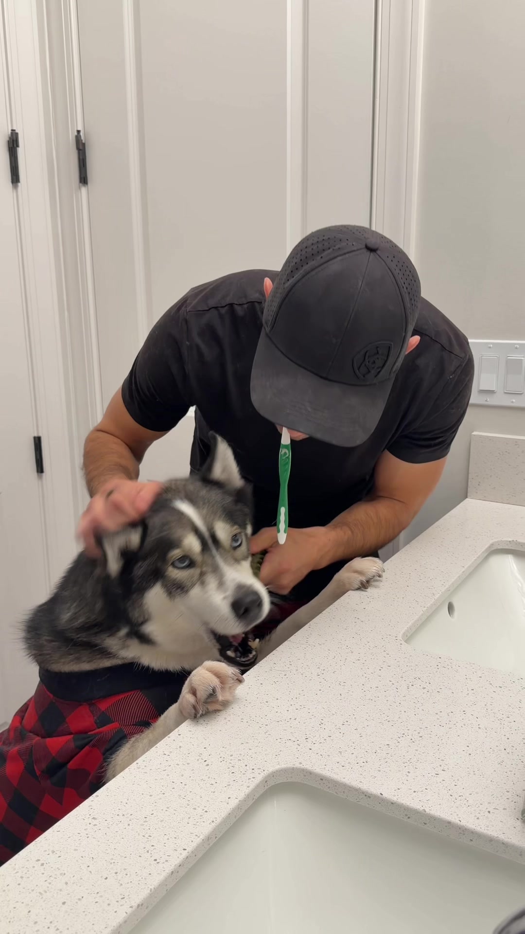 TikTok post by @imbluethesiberiann for Wellness Pet Food. Caption reads: Fur on my toothbrush? Normal around here, but at....