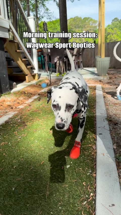 Instagram post by @the.hero.dogs for wagwear. Caption reads: [...] it takes our dogs to get used to the....
