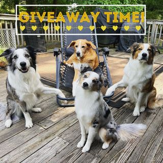 Instagram post by @thejoycrew for MYOS Pet. Caption reads: More time, together. It can be yours! ⬇️🐶 Swipe....